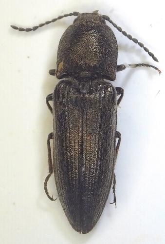 Cidnopus pilosus